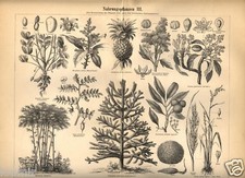 1893 piante tropicali usato  Pescara