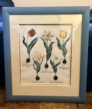 Vintage botanical tulip for sale Vintage botanical tulip for sale  BURY ST. EDMUNDS
