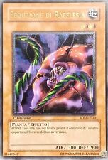 Seduzione rafflesia rara usato  Calcinaia