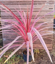 Cordyline australis cherry d'occasion  Perpignan-