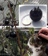 Schwarze tomate pflanze gebraucht kaufen  Kaiserslautern