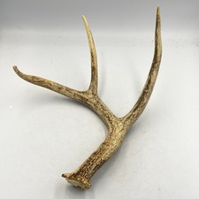 Naturally shed whitetail for sale  Hampton