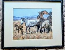 Wild horses foal for sale  Roseburg