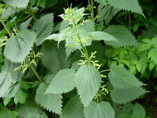 Stinging nettle 100 for sale  Allentown