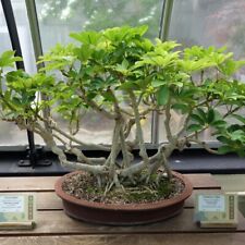 Dwarf umbrella tree for sale  Shipping to Ireland