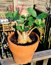 Adenium arabicum desert for sale  CLACTON-ON-SEA