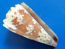 Conus fuscatus réunion d'occasion  Brioude
