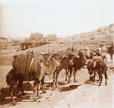 Egypte caravane chameaux d'occasion Egypte caravane chameaux d'occasion  Paris V