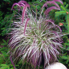 Pennisetum cherry sparkler for sale  LLANDYSUL