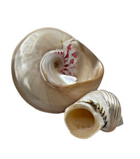 Pair natural pearled for sale  Los Angeles