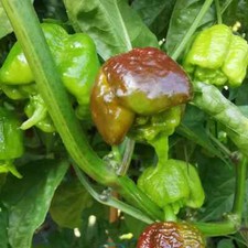 Peperoncini secchi carolina usato  Dolo