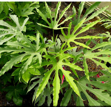 Fatsia polycarpa green for sale  DURHAM