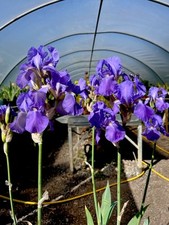 Bearded iris pale for sale  BUDE