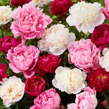 Peony plants double for sale  UK