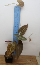 plants dirt for sale plants dirt for sale Lexington