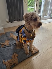 Hawaiian pet dog for sale  EXETER