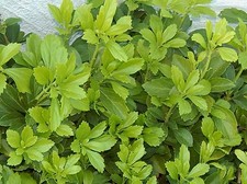 Pachysandra plants terminalis for sale  Rhodesdale