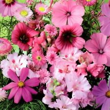 Blumen mix blühender gebraucht kaufen  Aulendorf