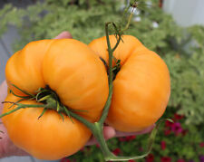 Kellogg breakfast tomato for sale  Baltimore