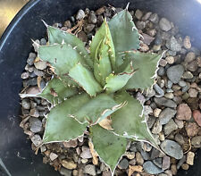 Agave titanota cactus for sale  Mira Loma