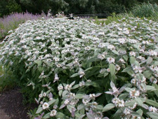Mountain mint pycnanthemum for sale  Milford