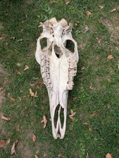 Norwegischer elchschädel cm gebraucht kaufen  Minden