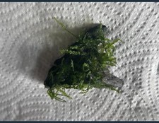 Healthy java moss for sale  WALLINGTON