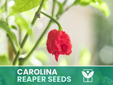 Peperoncino carolina reaper usato Peperoncino carolina reaper usato  Trappeto