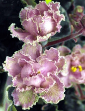 African violet leaves for sale  Temple