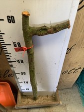 Blackthorn shillelagh stick for sale  SOUTH MOLTON