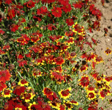 Coreopsis plains semi for sale  Sevierville