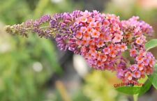 Sommerflieder schmetterlingsst gebraucht kaufen  Kronburg