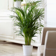 Kentia palm real for sale  UK