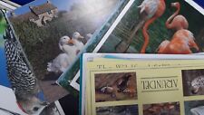 Bird postcards for sale  NORTHAMPTON