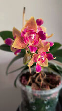 Rchidee phalenopsis miki gebraucht kaufen  Augsburg