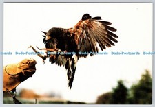 D324414 harris hawk for sale  WARLINGHAM
