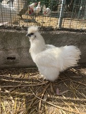 Uova fertili feconde usato  Venetico