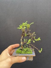Hokkaido chinese elm for sale  Wallkill