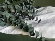 decorative branches for sale decorative branches for sale MACCLESFIELD