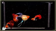 Black koi ribbon for sale  Amarillo