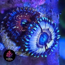 Petroglyph seduction zoa for sale  STOCKPORT