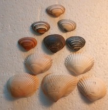 Cockle clam shells for sale  Waukegan