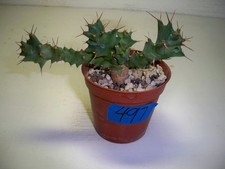 497 euphorbia clavigera for sale  El Cajon