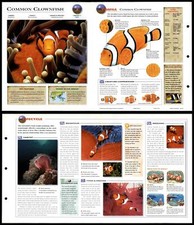 Common clownfish fish for sale  SLEAFORD