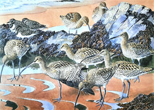 Curlews turnstones beach for sale  NELSON