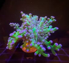 Live coral euphyllia for sale  Tampa