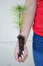 Treesagain white pine for sale  La Junta