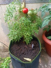 Tomatensamen sorte silver gebraucht kaufen  Stadtroda