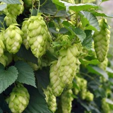Hops jupiter 9cm for sale  LLANDYSUL