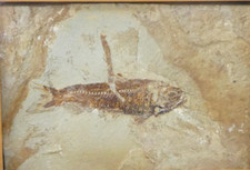 Framed fossil fish for sale  SALISBURY